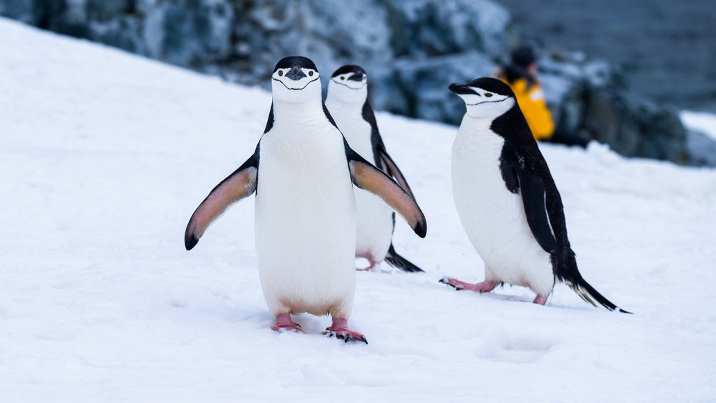 Traveling to the Polar Regions with Heather Thorkelson (Twin Tracks Expeditions)