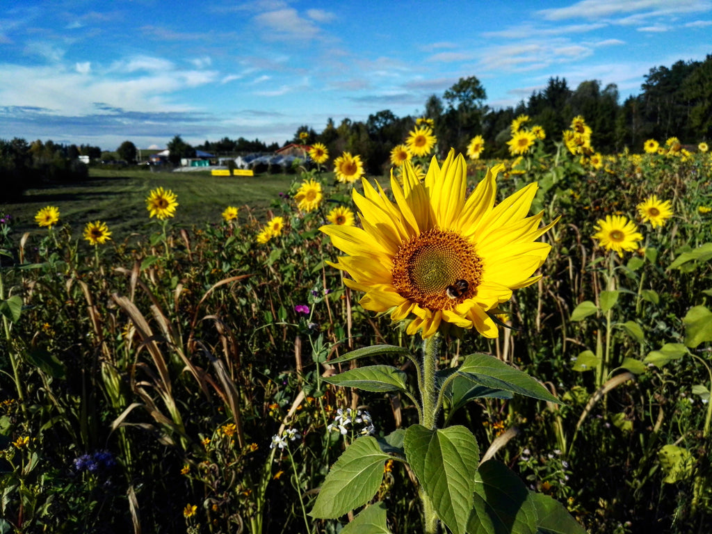 Sunflower field in southern Germany