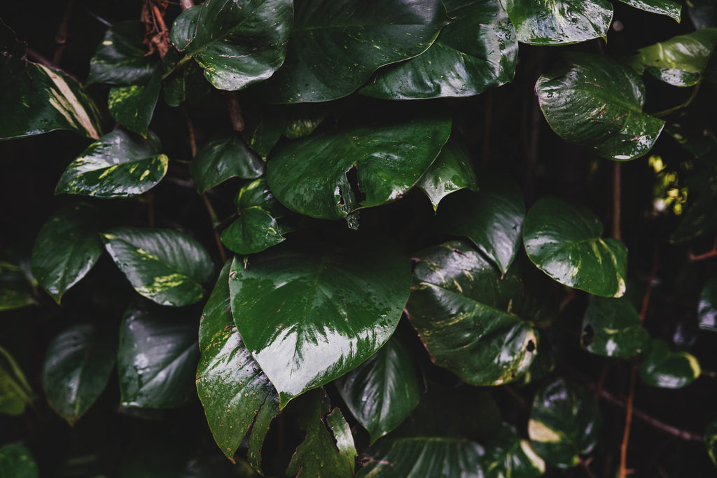 A 5-Minute Introduction To Hawai'i's Mythology
